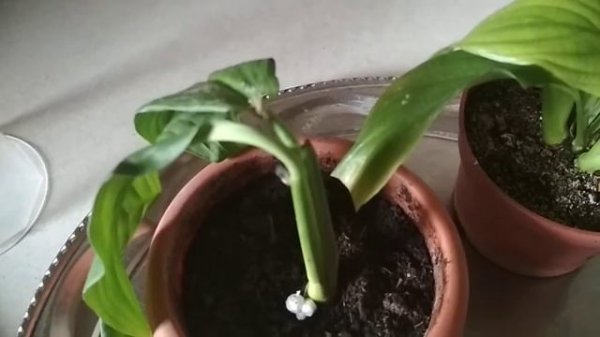 Спатифиллум - засушили, залили, спасаем.//Spathiphyllum flower//