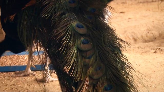 Павлины Фельдман Экопарк/Feldman Ecopark’s Peafowls