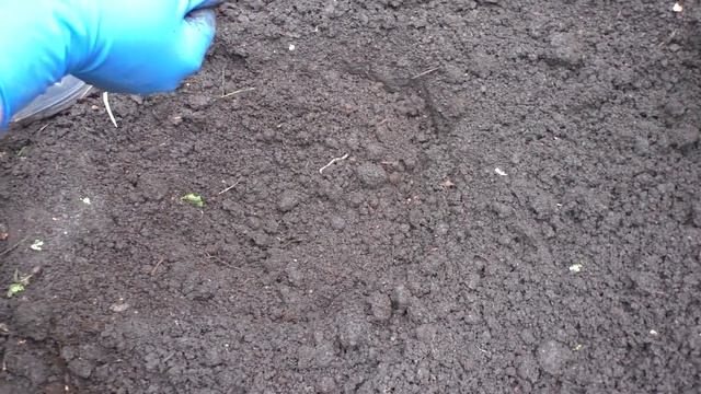 Посадка саженца жимолости, ЗКС смотреть онлайн