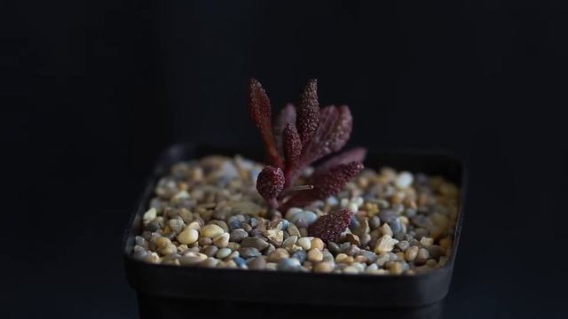 Adromischus marianae v. herrei ‘Red Licorice’ смотреть онлайн