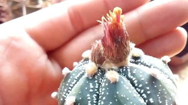 У меня зацветает астрофитум астериас шиова! Astrophytum asterias Siowa смотреть онлайн