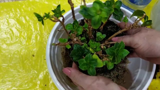 Гортензия крупнолистная. Пересадка.