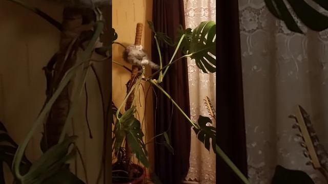 Котёнок-обезьяна смотреть онлайн