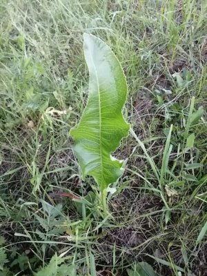 104. Хрен обыкновенный - Armoracia rusticana