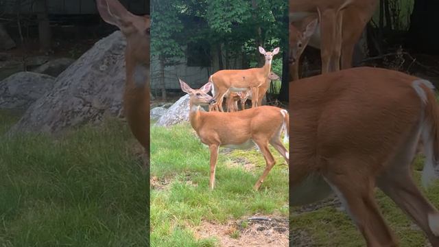 Семья оленей смотреть онлайн