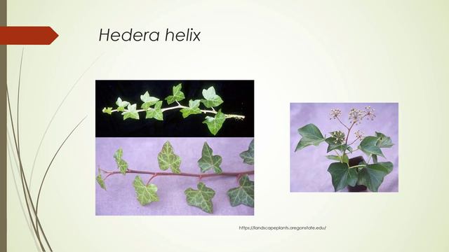 Plant Families A смотреть онлайн