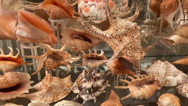 My Strombidae/Strombus/Aliger seashell collection. смотреть онлайн