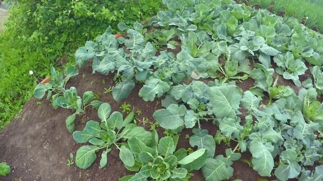 Способы борьбы с вредителями капусты смотреть онлайн