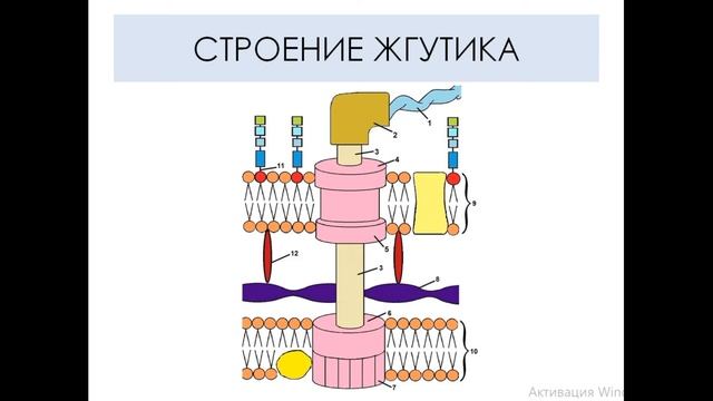 МОРФОЛОГИЯ БАКТЕРИЙ смотреть онлайн