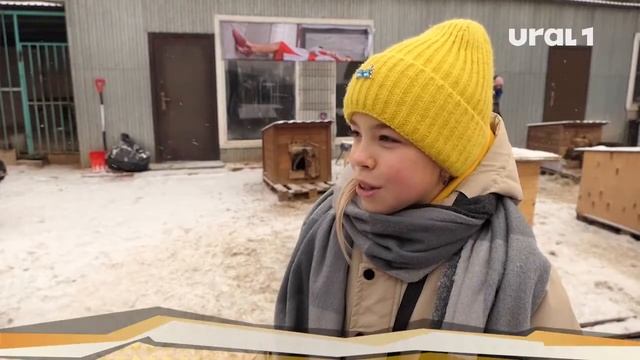 Челябинские школьники пришли на помощь бездомным животным смотреть онлайн