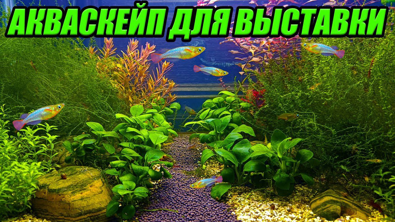 Акваскейп для выставки аквариумных рыбок почти готов. Пересадка рыбок смотреть онлайн