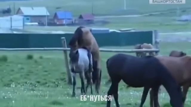 Башкортостан на связи. смотреть онлайн