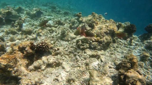 Athuruga 2023 - sud Ari atoll - Maldives #maldives #dive #fish #gopro #holidays #reef #shark смотреть онлайн