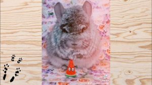 Лучшие приколы про ШИНШИЛЛ! Смешные ШИНШИЛЛЫ! Funny chinchillas❤#33