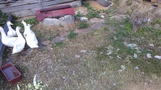 Конус для убоя птицы своими руками 1 смотреть онлайн