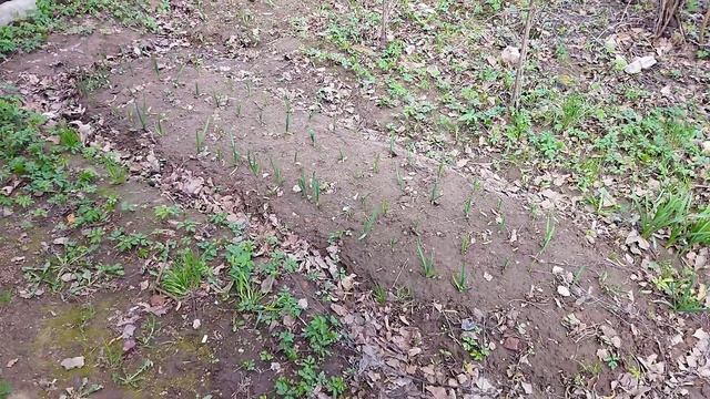 САМЫЙ ПЛОХОЙ ЭЛЕКТРО-КУЛЬТИВАТОР "Зубр-ккд 1800" . Такой-же как ККД-900 , но, .ОВНО. смотреть онлайн