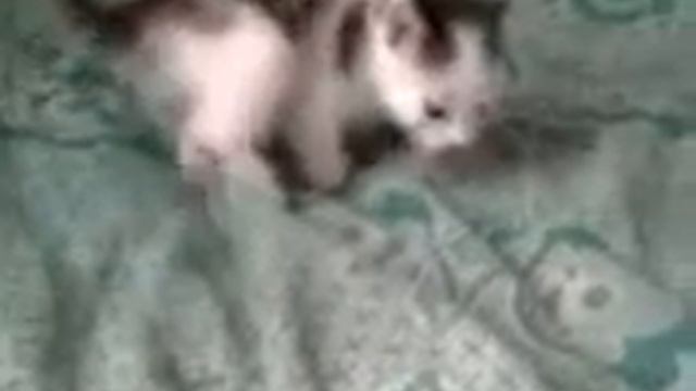 Котенок с тремя передними лапоми . смотреть онлайн