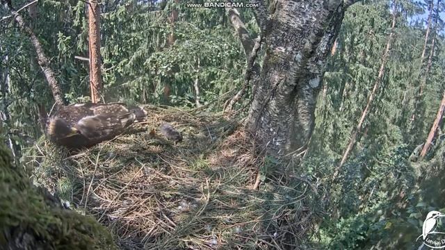 Motylek #1 LDF Mazais ērglis (Clanga pomarina), ligzda bērzā Orlik krzykliwy смотреть онлайн