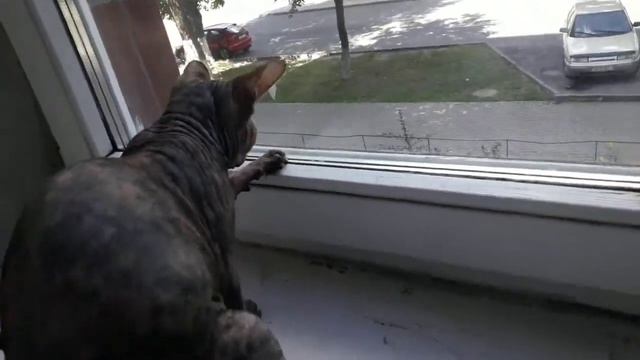 СФИНКС ЛОВИТ МУХУ !)))) смотреть онлайн