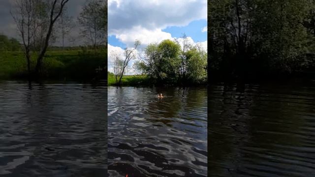 Первые купания 07.06.2020 г..Река Ухтомица д.Коротецкая смотреть онлайн