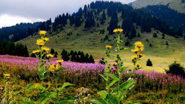 Кок Жайляу Малое Алматинское ущелье смотреть онлайн
