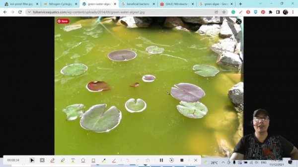 pond clear water treatment How To Get rid of Koi Pond Green water