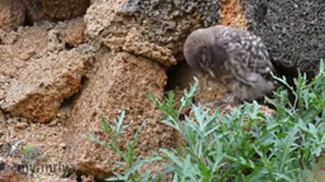 Домовые сычи. Кормление. Little owl feeding. смотреть онлайн