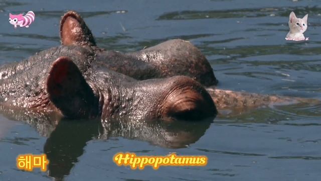 Lovely Animal Sounds:Cat, Panda family, Dog, Hyena - Animals Moment смотреть онлайн