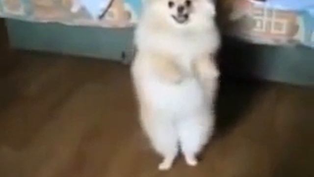 Смешные и умные животные с озвучкой смотреть онлайн