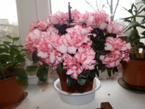 АЗАЛИЯ ОПИСАНИЕ И  УХОД,  ЧТО ДЕЛАТЬ, ЧТО БЫ НЕ ПРОПАЛА