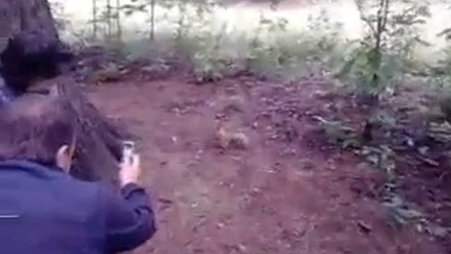 Кормим белок в комитетском лесу. г.Юбилейный смотреть онлайн