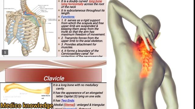 Scapula And Clavicle Anotomy || Anotomy смотреть онлайн
