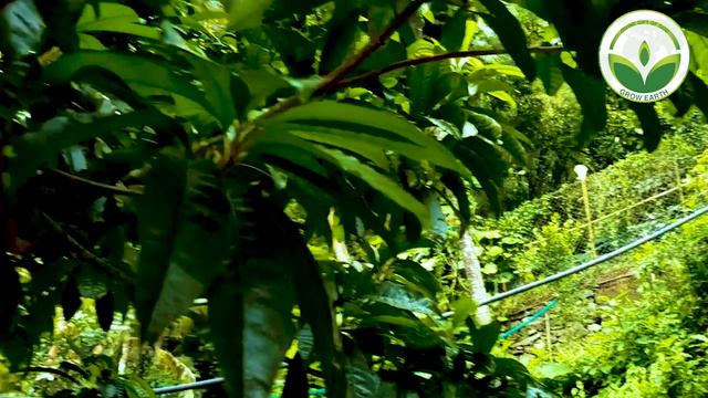 EGG FRUIT FARMING In Hindi/अंडा फल की खेती/Egg fruit cultivation & Harvesting/Egg fruit Krishi/Egg смотреть онлайн