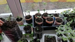 Рассада арбузов вытягивается?! Как вырастить арбуз в холодном климате? 2021год