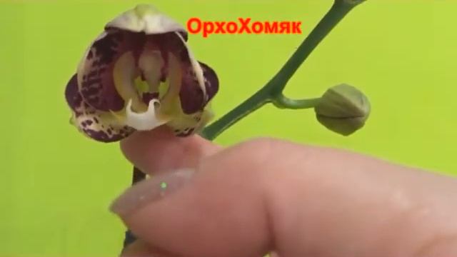 Домашнее цветение орхидеи Пиниф (Phalaenopsis Pinif) смотреть онлайн