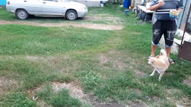 Крестьянский завтрак. Где хозяйство? смотреть онлайн