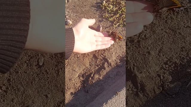 Ручная бабочка адмирал??#бабочка смотреть онлайн