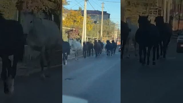 Табун лошадей выше аль-Фараби возмущает алматинцев смотреть онлайн