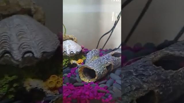 Tropical fish adventures # 2 смотреть онлайн