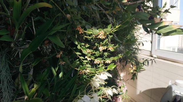 Dendrobium consanguineum и другие смотреть онлайн
