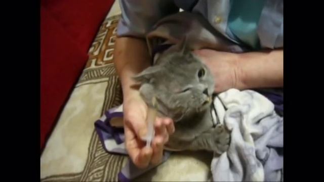 Учимся делать укол кошке и не допускать ошибок / How to give an injection to a cat смотреть онлайн