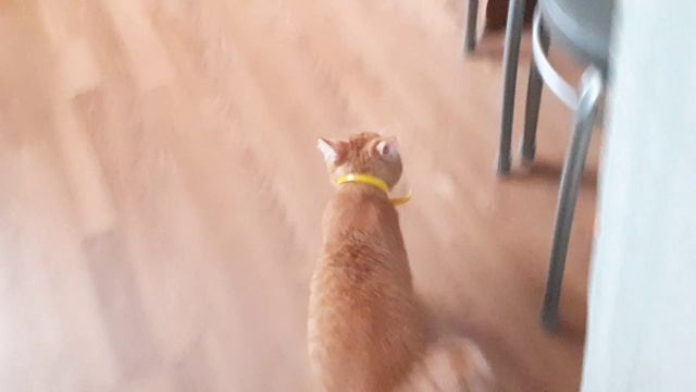 Лучик играет в прятки? смотреть онлайн