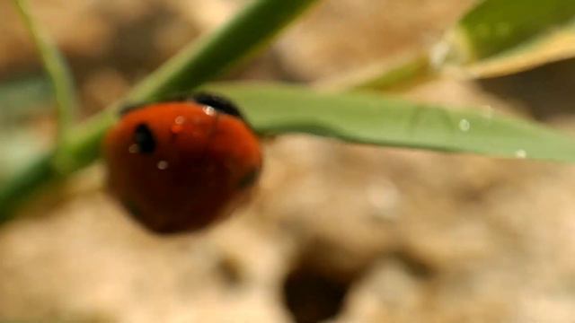 Божья коровка на прогулке. смотреть онлайн