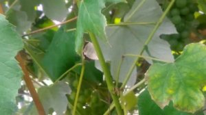 Виноград сорта "Онтарио" 15 сентября 2019 года Тверь