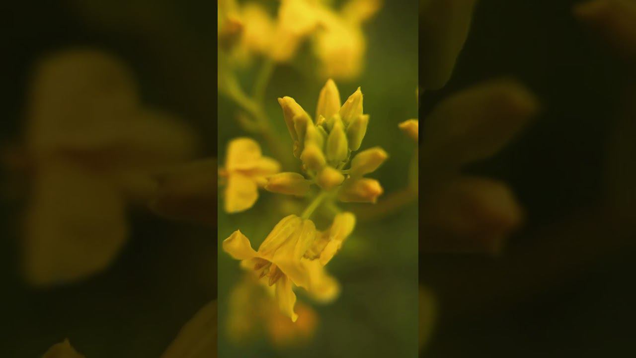 Любая погода благодать? #природа #bashkortostan #aesthetic #relax смотреть онлайн