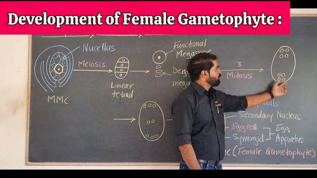 Development of Female Gametophyte @SandeepSir'sAmazingBiology смотреть онлайн