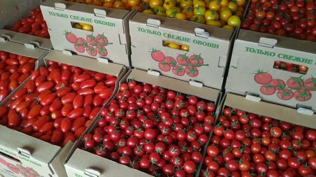 Продажа томатов оптом! Помидоры черри! смотреть онлайн