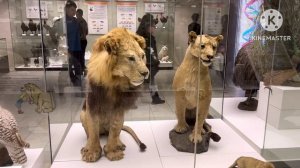 Дарвиновский музей