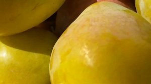 Колоновидная слива. Богатый урожай крупных плодов колоновидной сливы