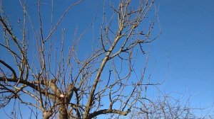 Обрезка Старой Груши  для " Омоложение" .?